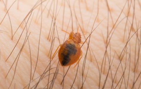 A bedbug