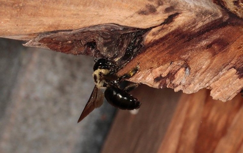 Carpenter Bee