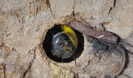 Carpenter Bees