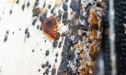 Bed Bugs
